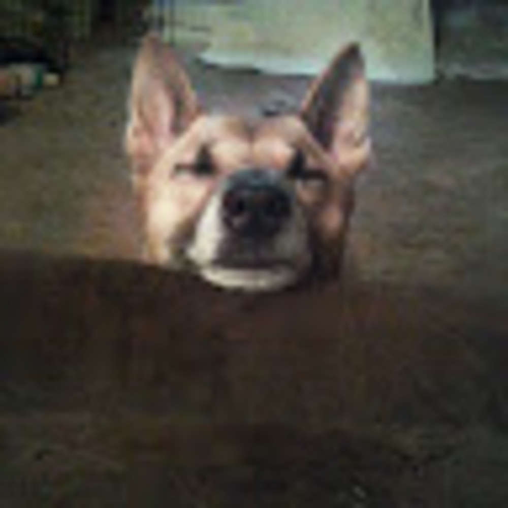 Meet your Posher, Canid